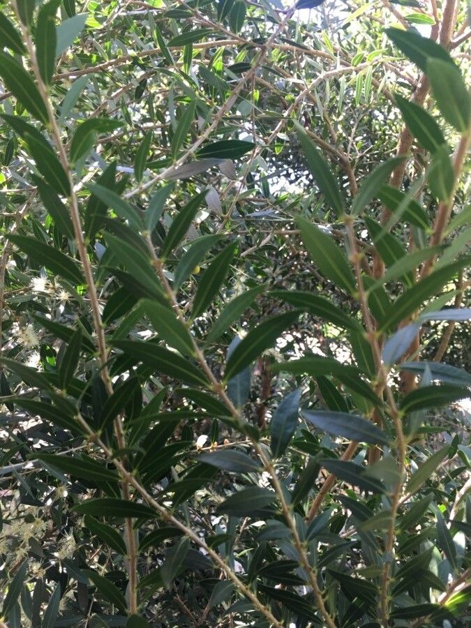 Myrciaria delicatula — related species from the same genus