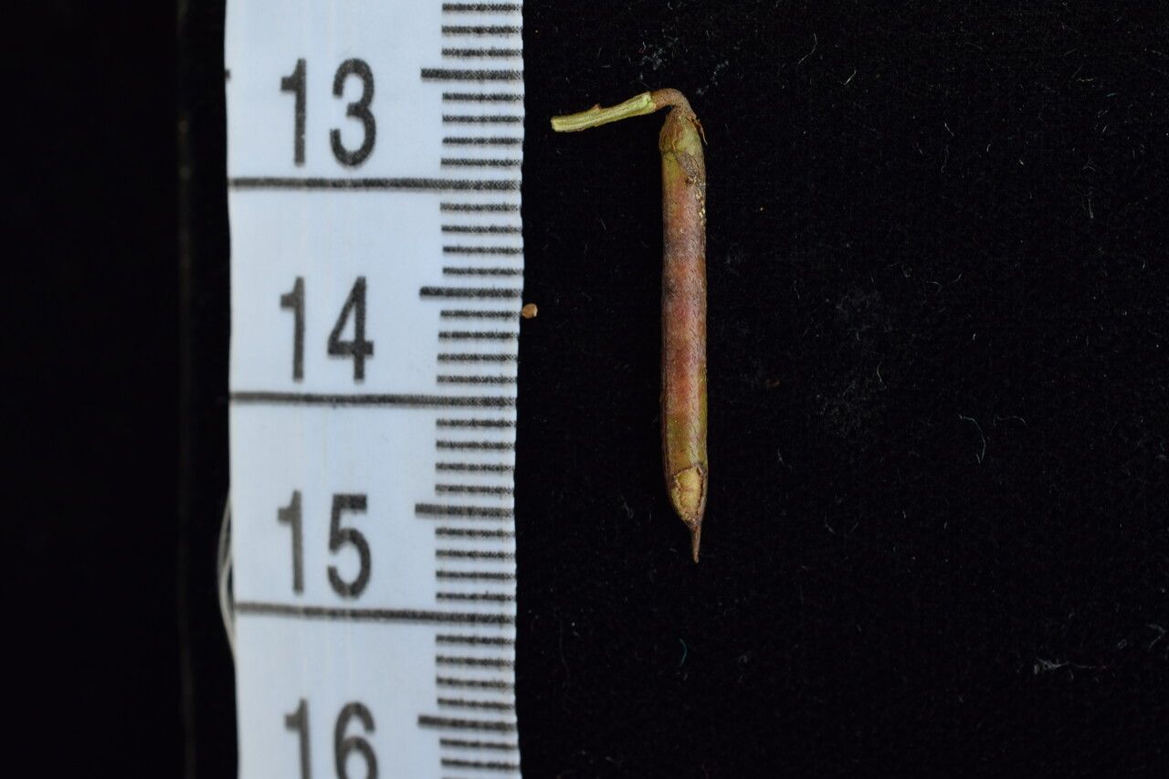 Indigofera cylindracea fruit