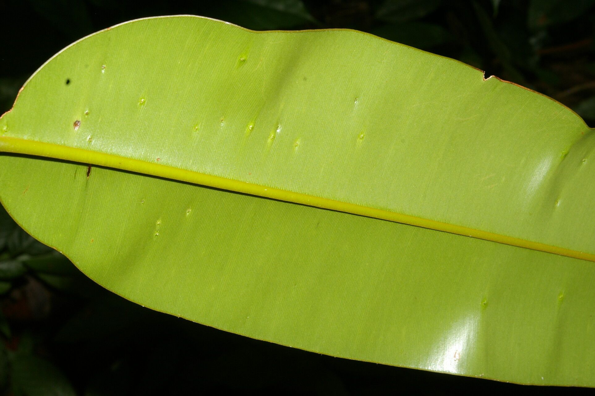 Calophyllum mesoamericanum — search result for 'Calophyllum'