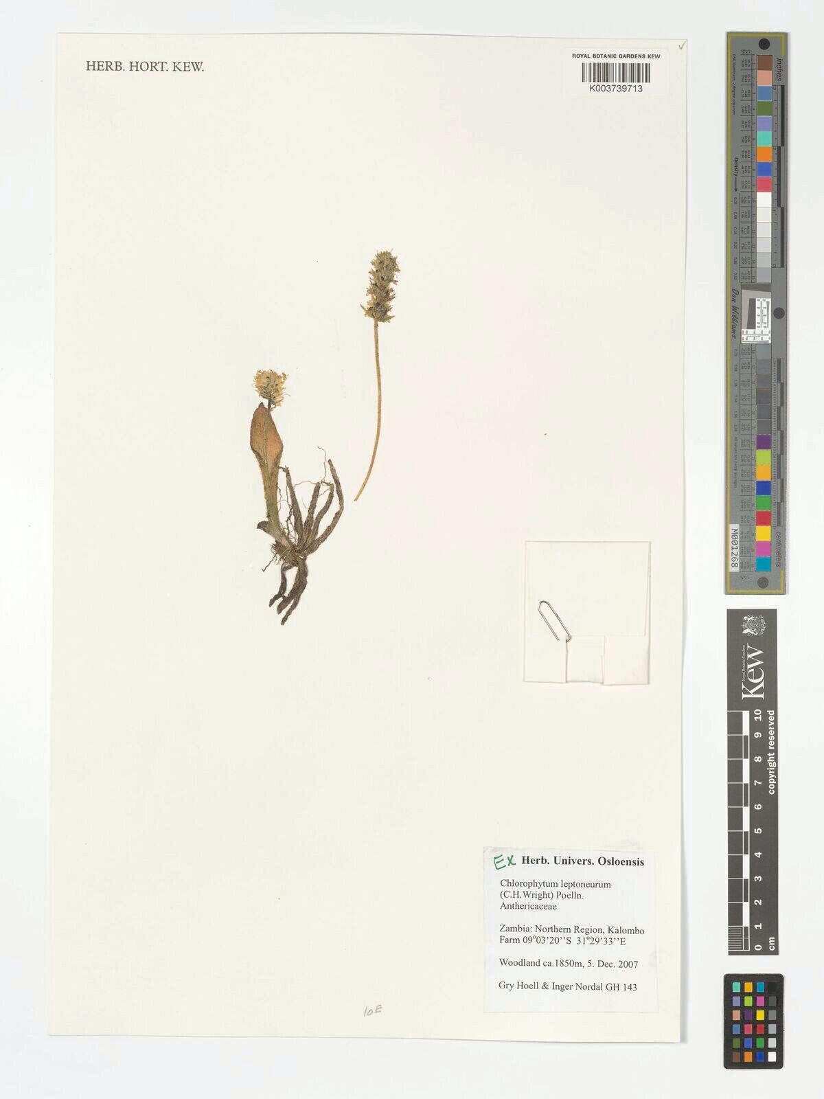 Chlorophytum leptoneurum — search result for 'Chlorophytum'