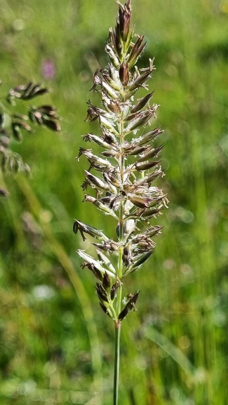 Koeleria pyramidata fruit