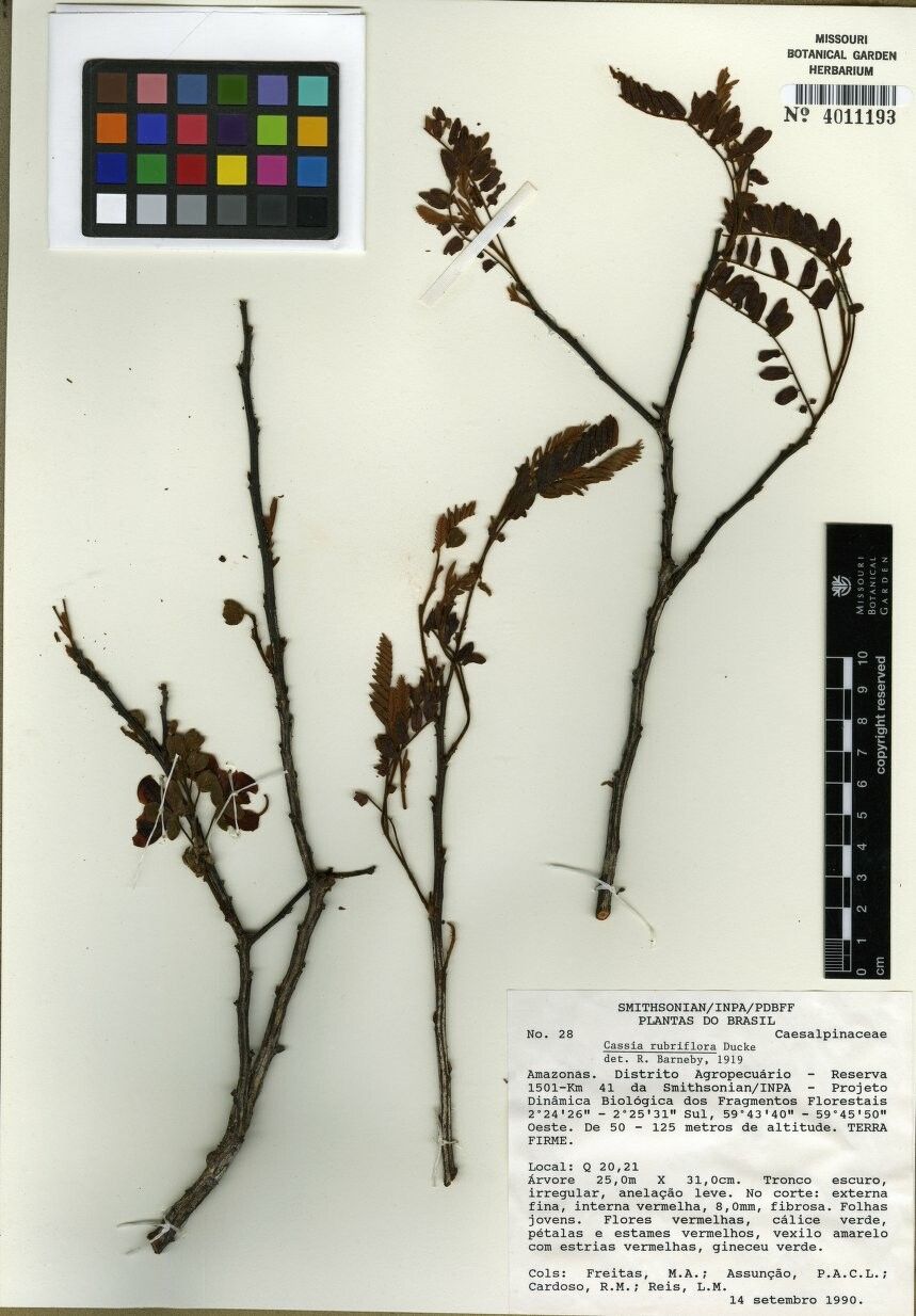 Cassia rubriflora — search result for 'Cassia'