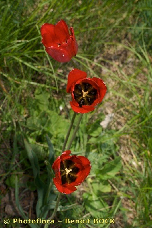 Tulipa planifolia other
