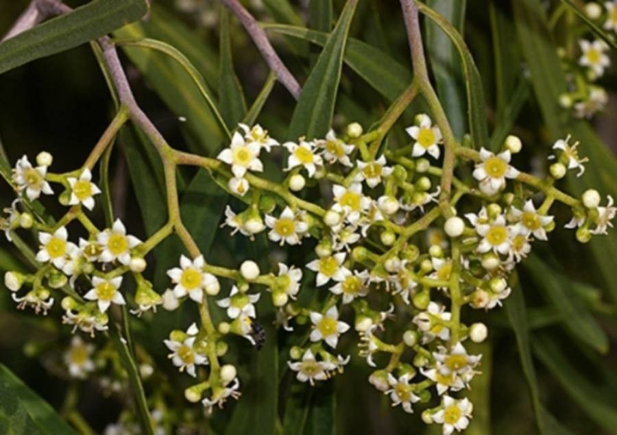 Geijera parviflora flower