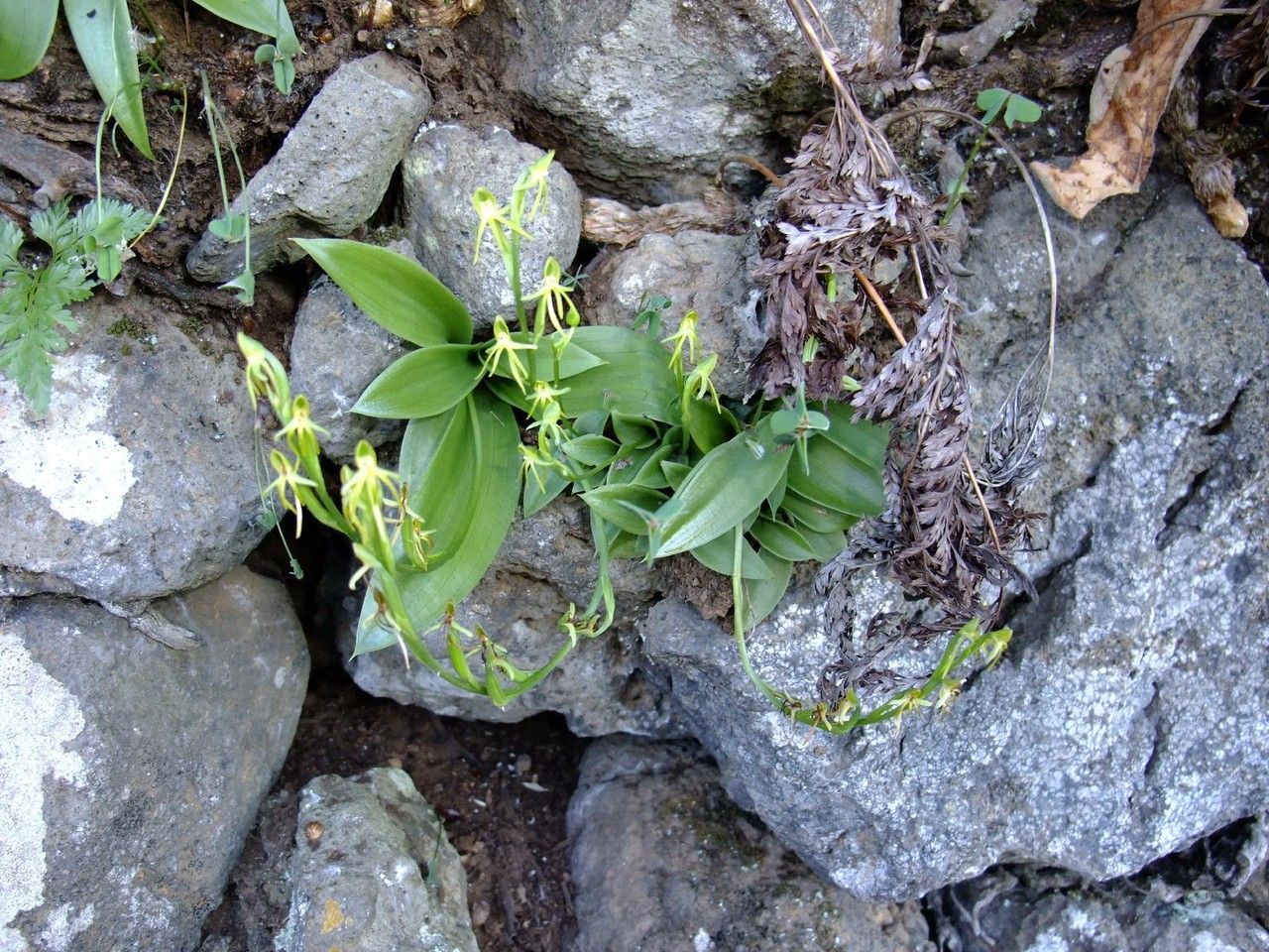Habenaria tridactylites habit