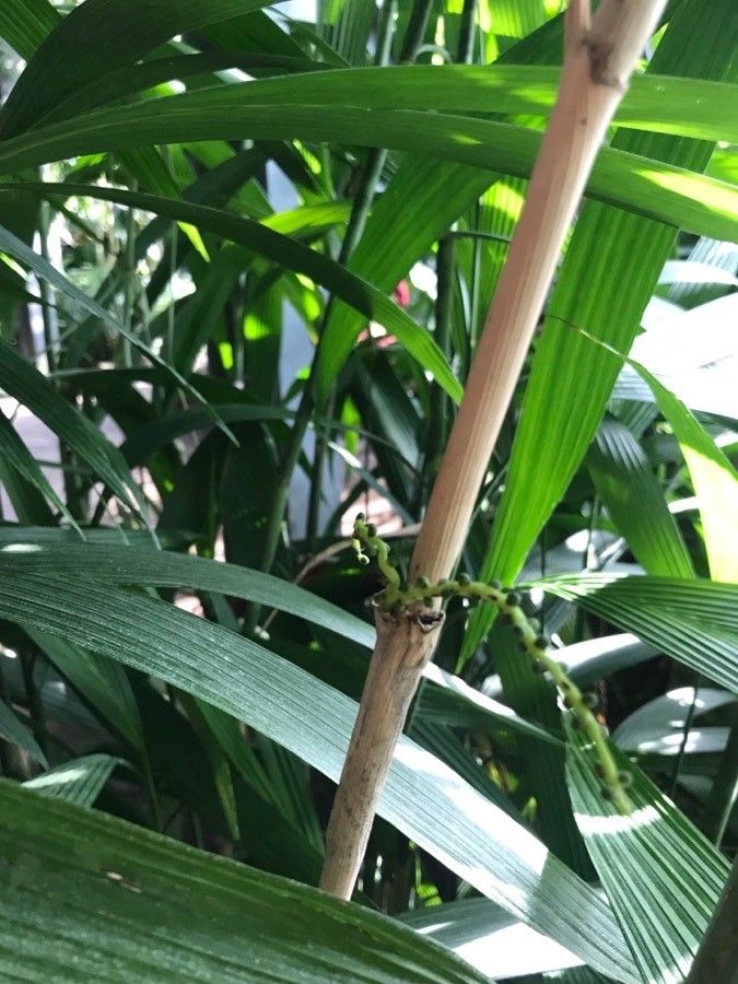 Chamaedorea fragrans fruit