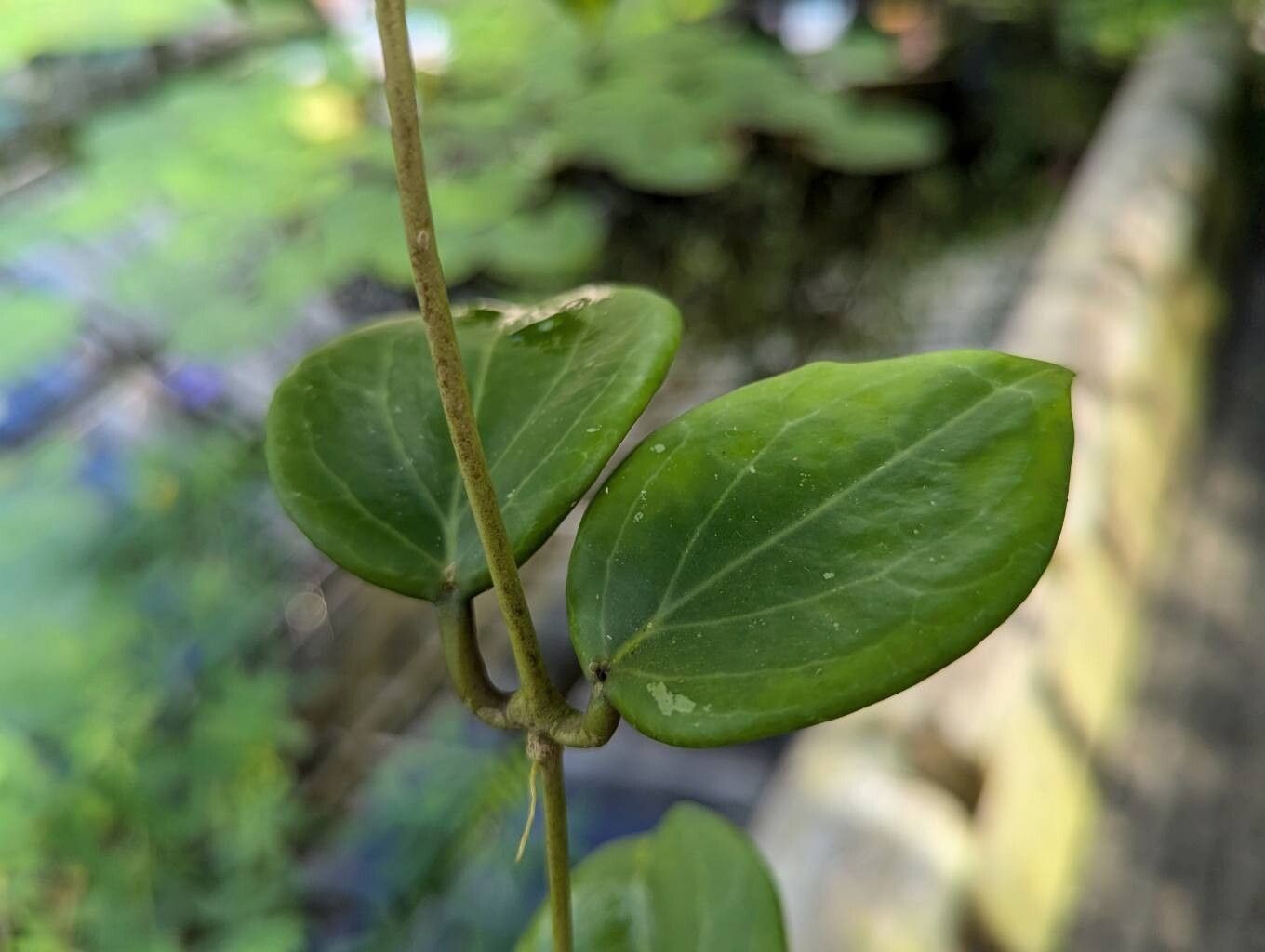 Hoya pentaphlebia — search result for 'Hoya'