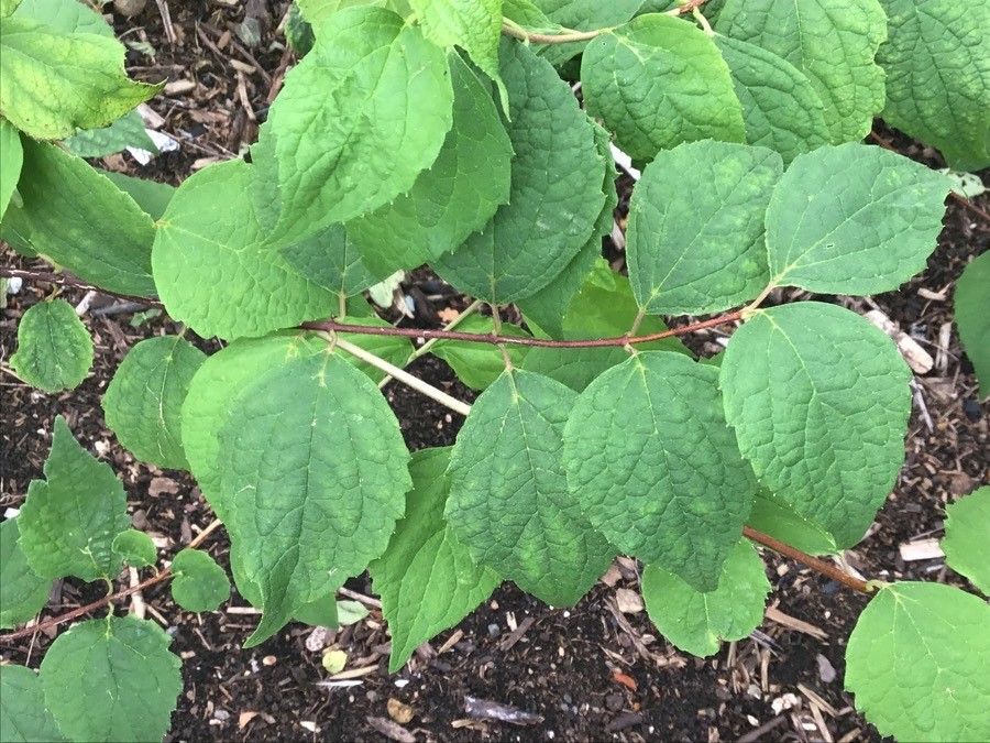 Philadelphus schrenkii leaf