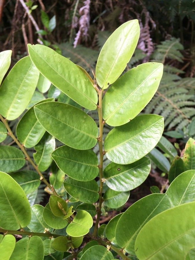 Phyllanthus phillyreifolius leaf