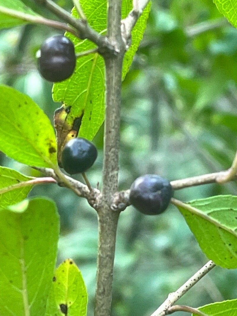 Rhamnus virgata flower