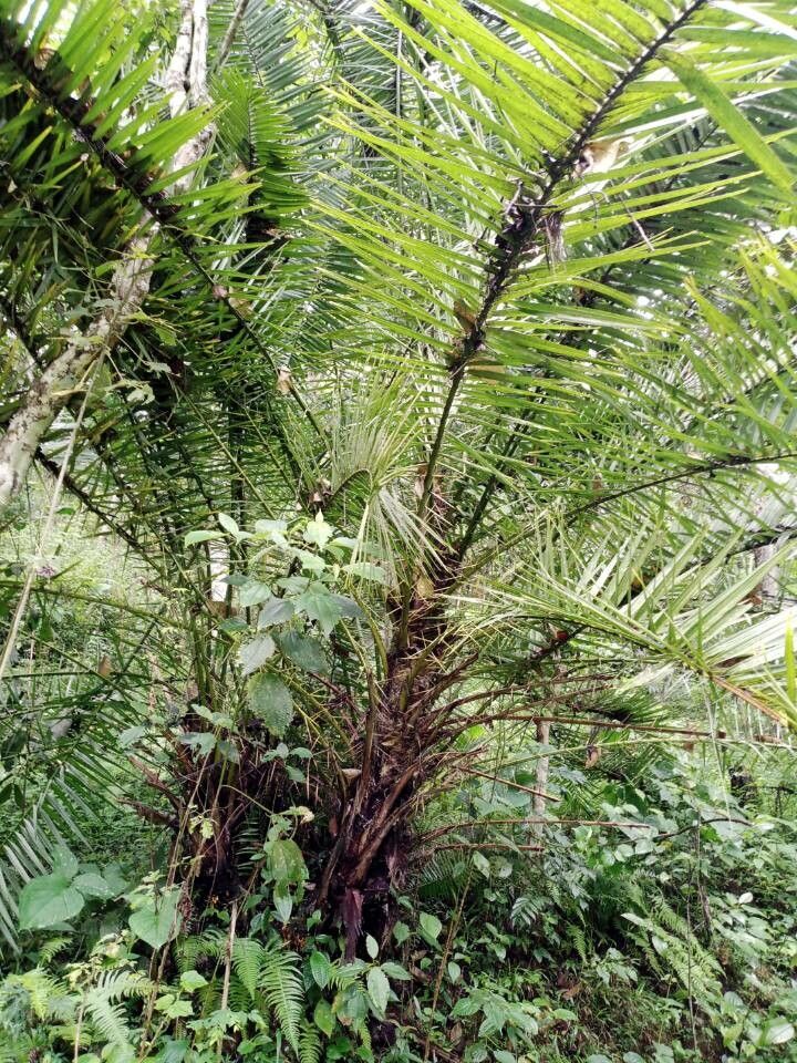 Oncosperma horridum leaf