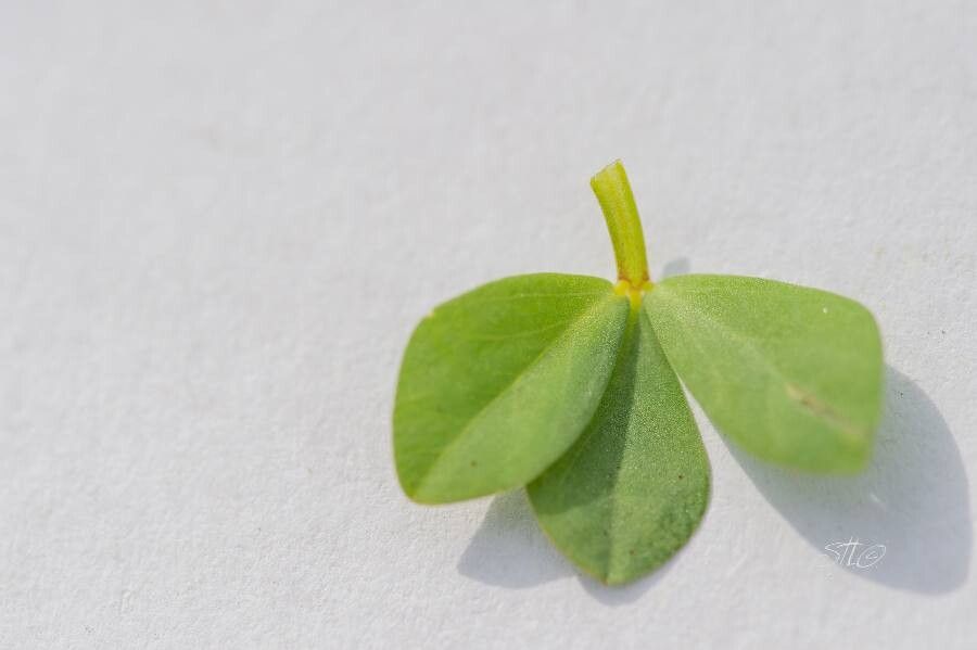 Lotus conimbricensis — search result for 'Lotus'