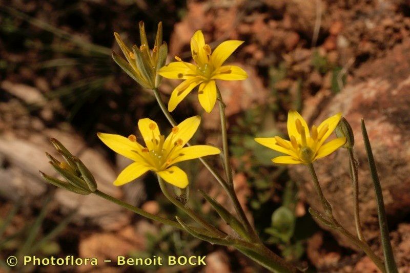 Gagea lusitanica other