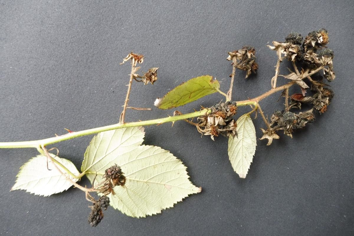 Rubus winteri flower