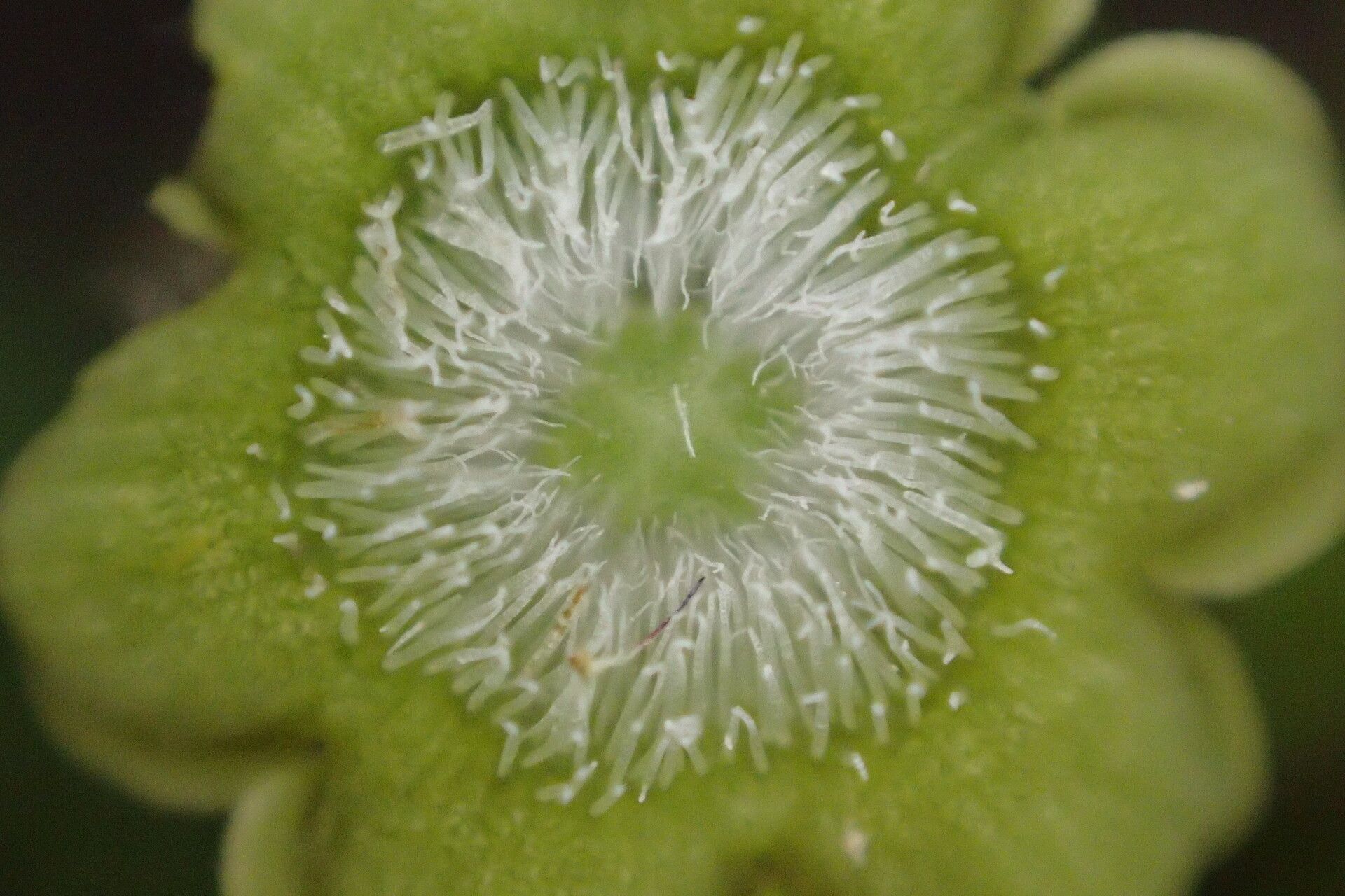 Pauridiantha schumannii flower