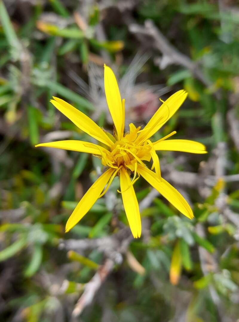 Senecio subulatus flower