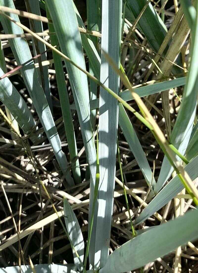 Elymus magellanicus — search result for 'Elymus'