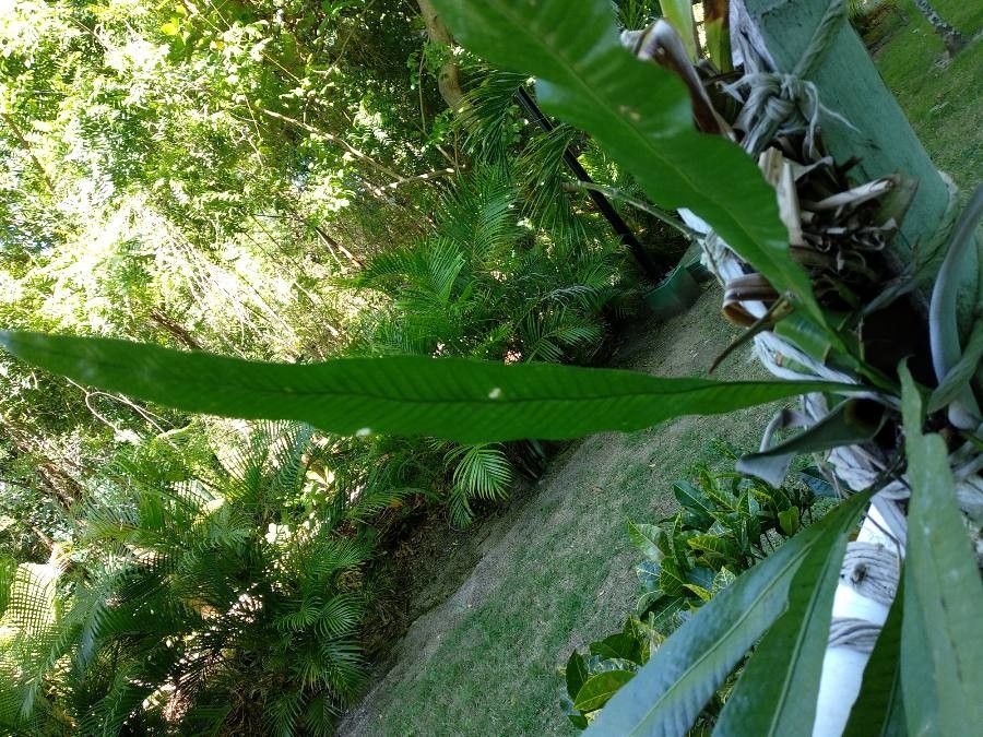 Asplenium serratum leaf