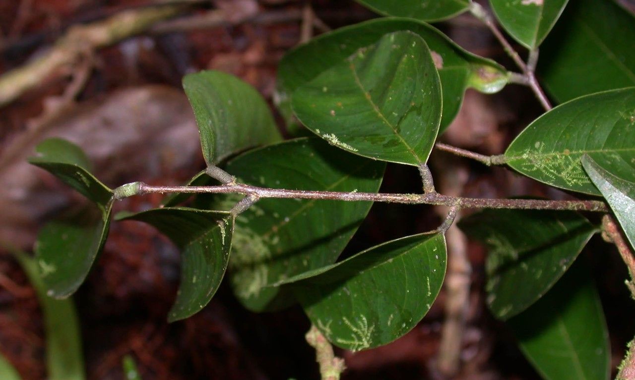 Rourea adenophora other
