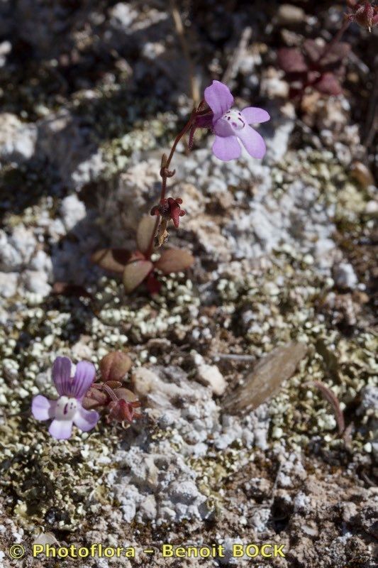 Chaenorhinum grandiflorum other