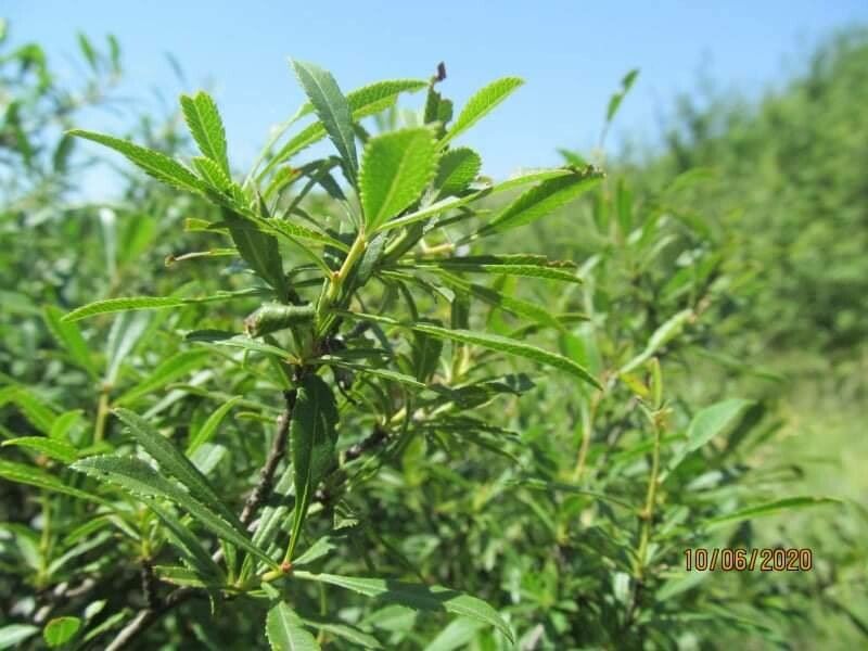 Kageneckia lanceolata — search result for 'Bolivia'