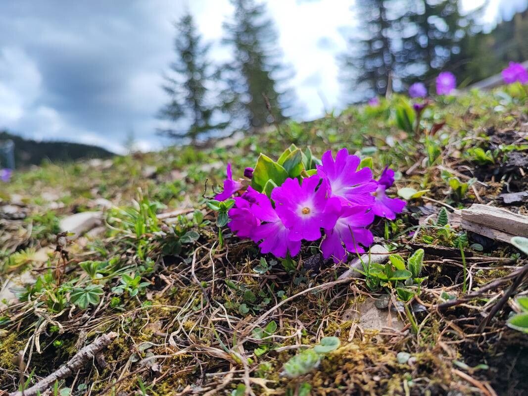 Primula clusiana flower