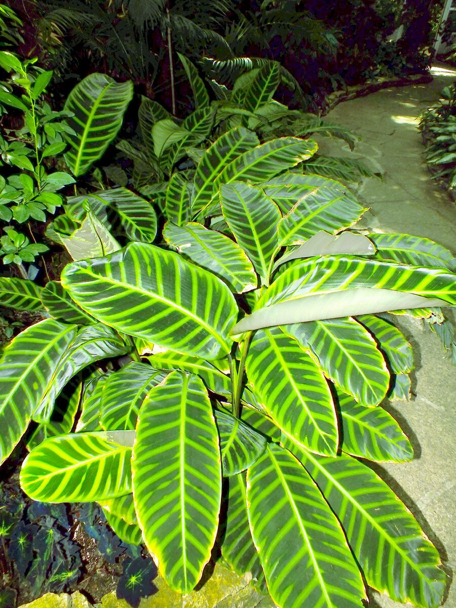 Calathea zebrina habit