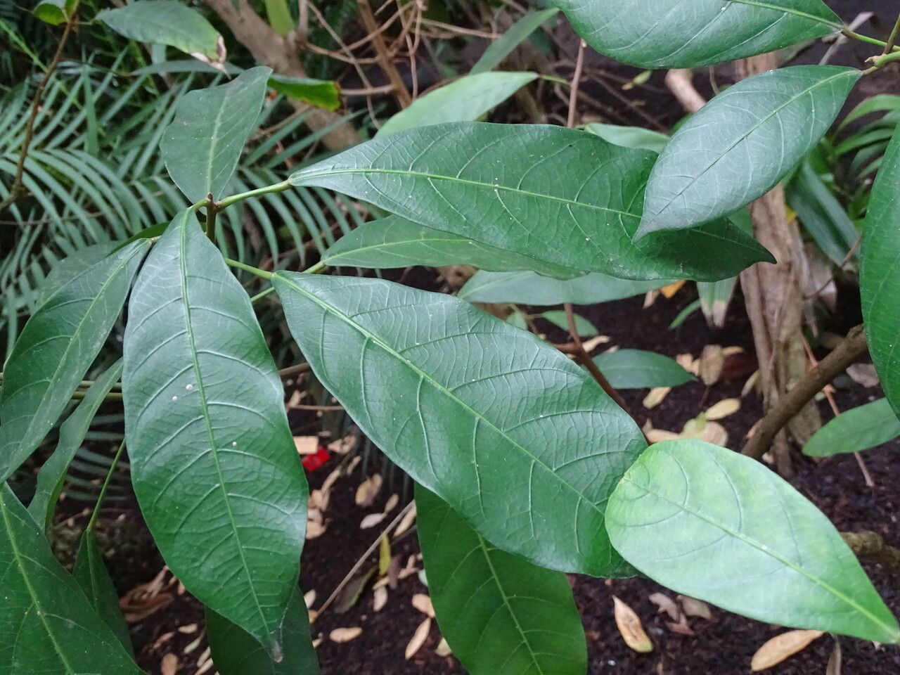 Garcia nutans — houseplant care guide