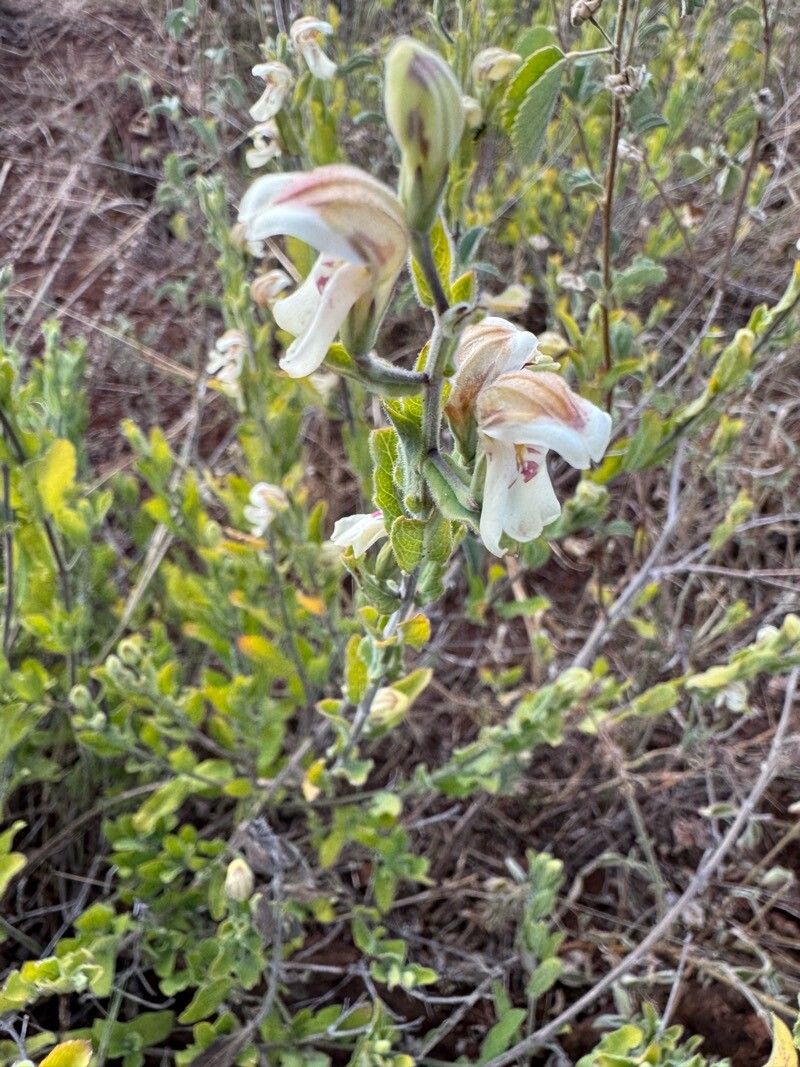 Justicia ruwenzoriensis habit