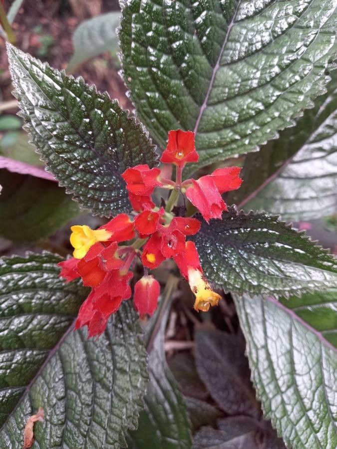 Chrysothemis pulchella flower