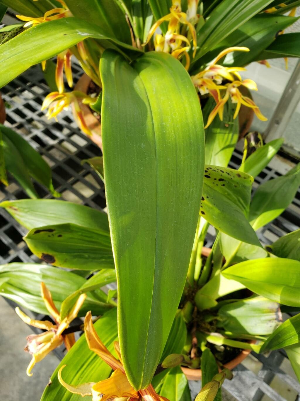 Maxillaria callichroma — houseplant care guide