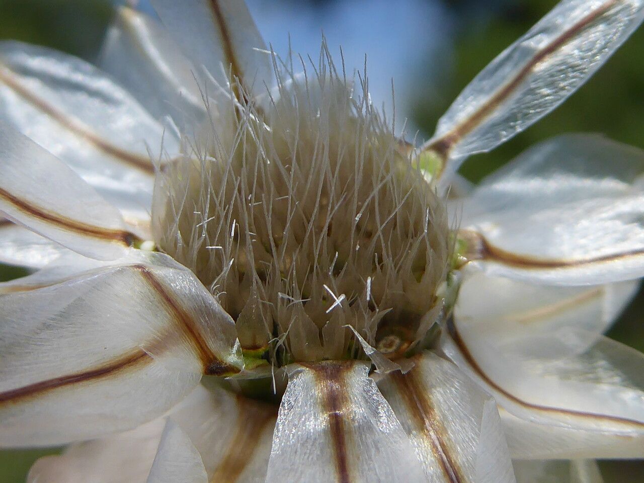 Catananche caerulea fruit