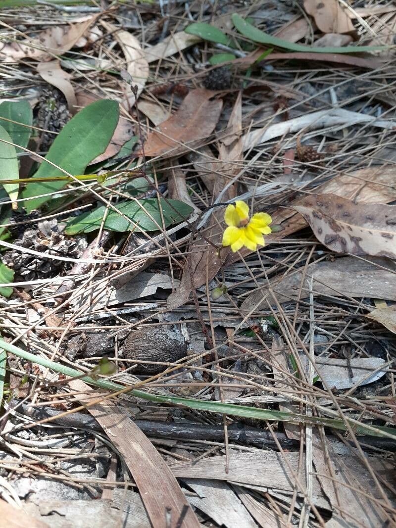 Pinguicula lutea flower