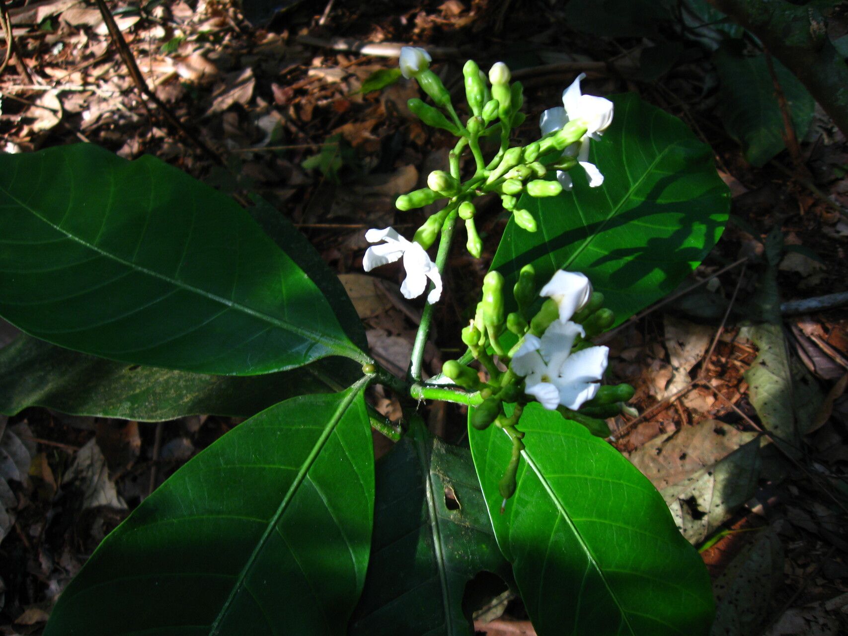 Tabernaemontana brachyantha habit