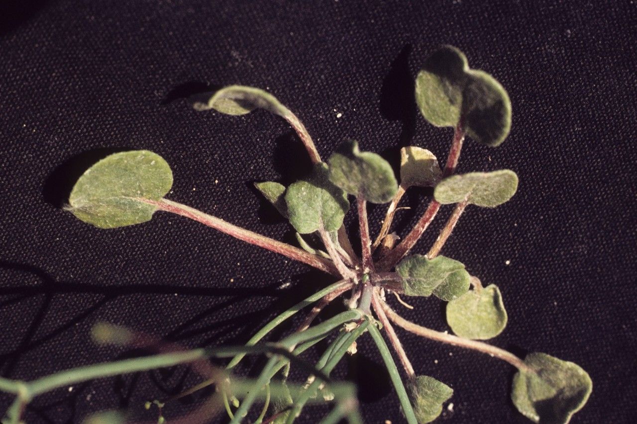 Eriogonum rotundifolium — search result for 'Eriogonum'
