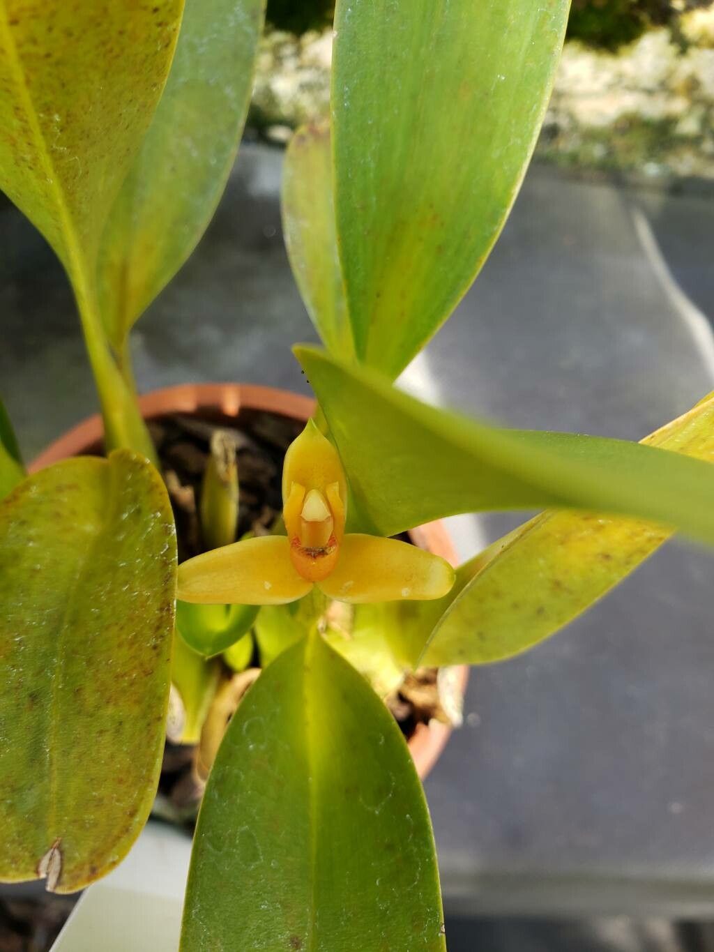 Maxillaria villosa flower