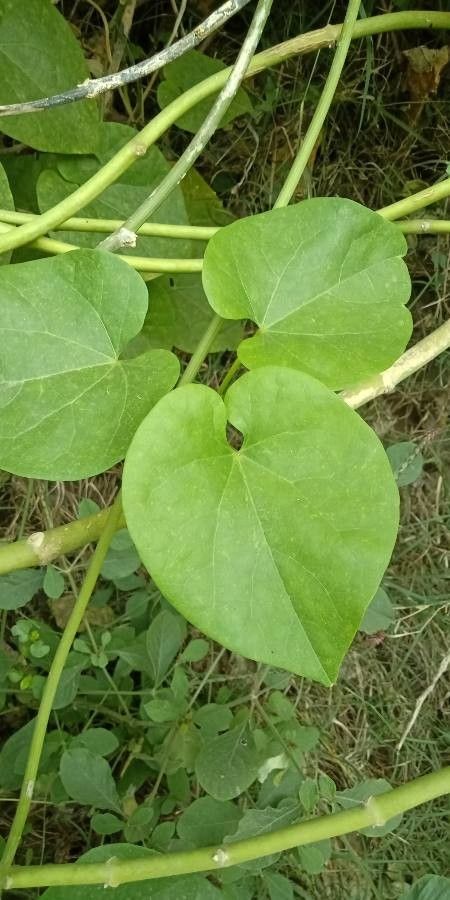 Tinospora crispa — search result for 'Thailand'