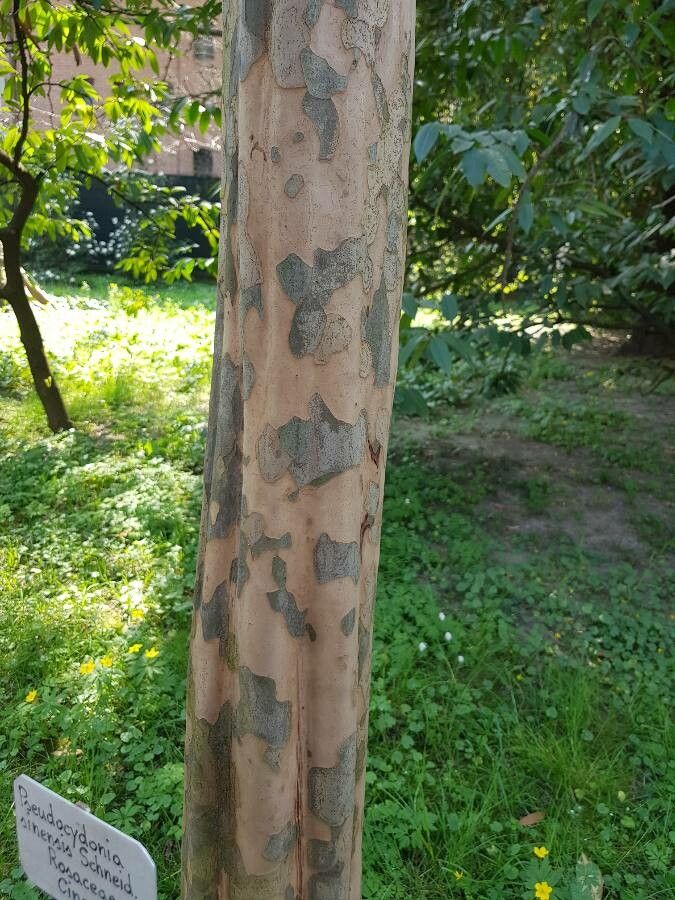 Chaenomeles sinensis bark