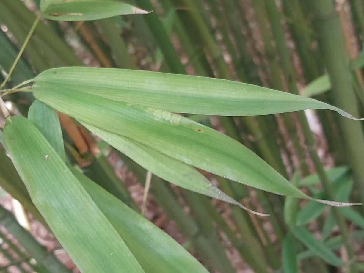 Phyllostachys angusta leaf