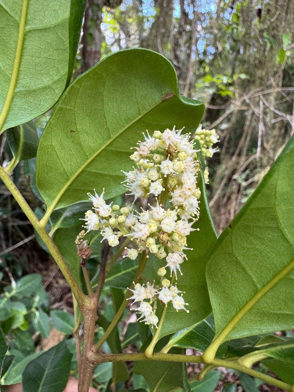 Cupania emarginata flower