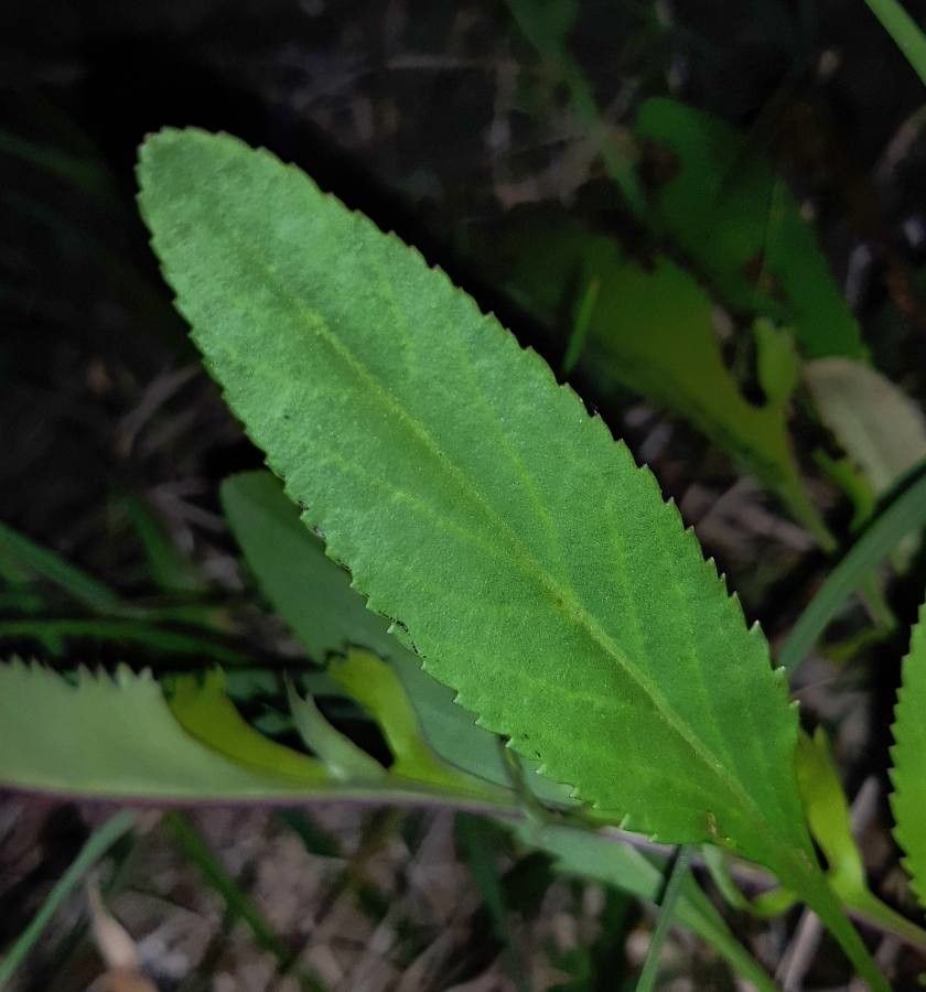 Chrysactinia mexicana — fragrant plants houseplant