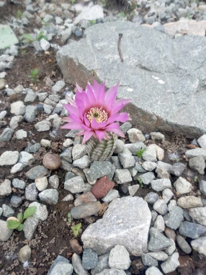 Echinocereus reichenbachii flower