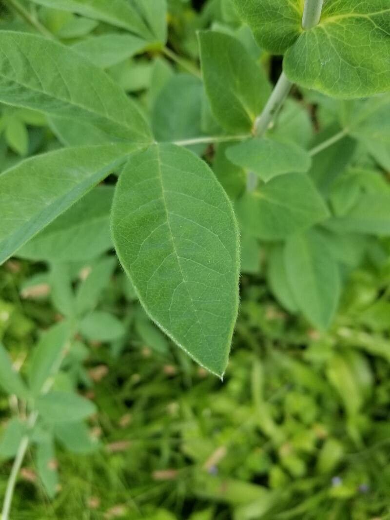 Baptisia sphaerocarpa leaf