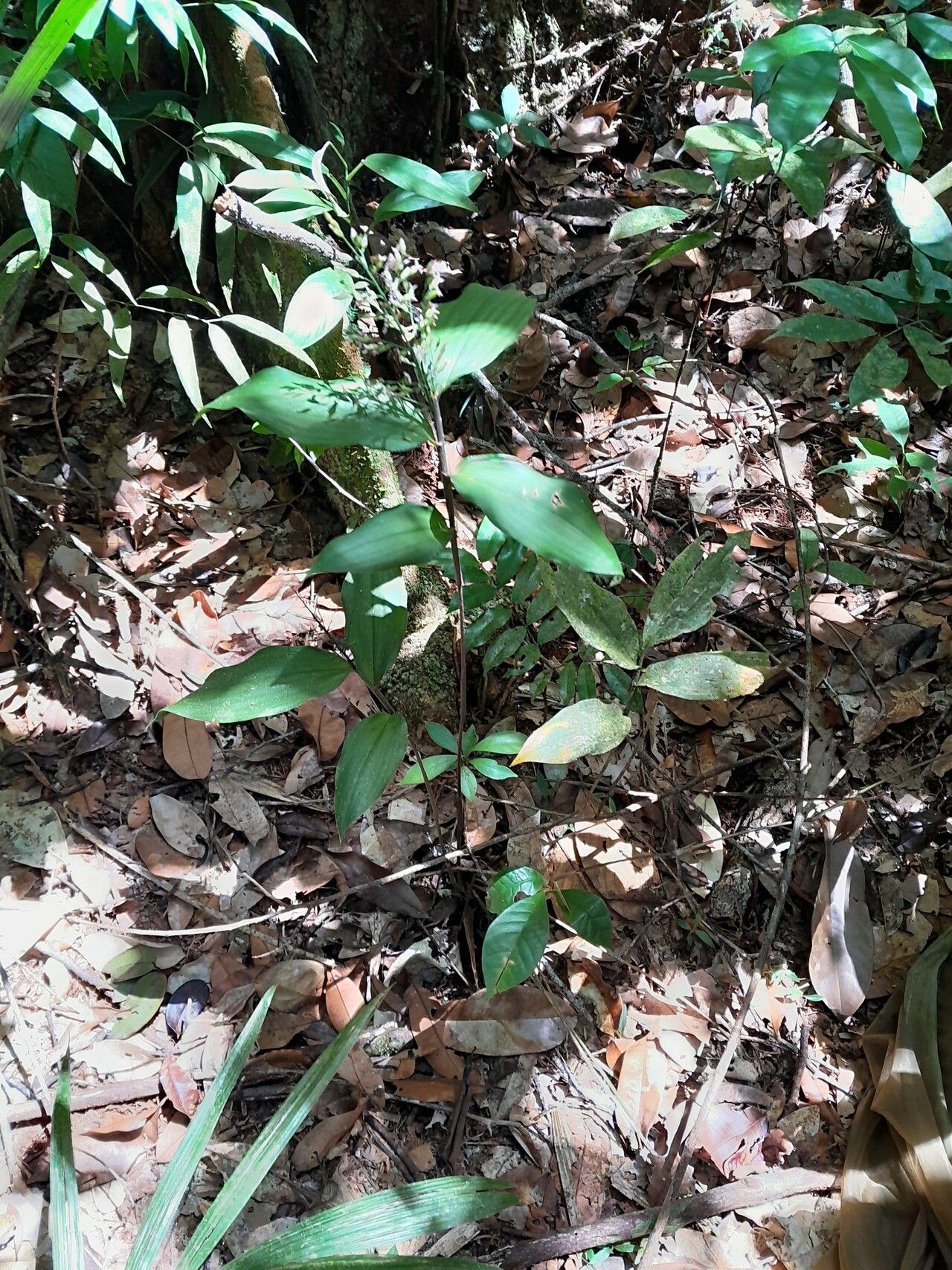 Ichnanthus panicoides habit