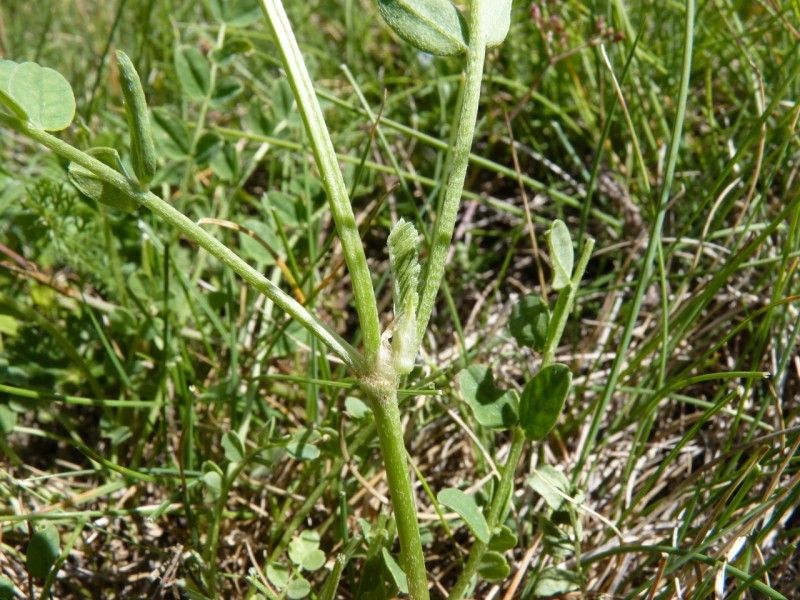 Astragalus danicus bark