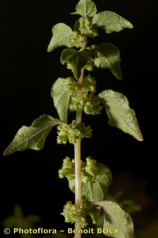 Parietaria mauritanica other