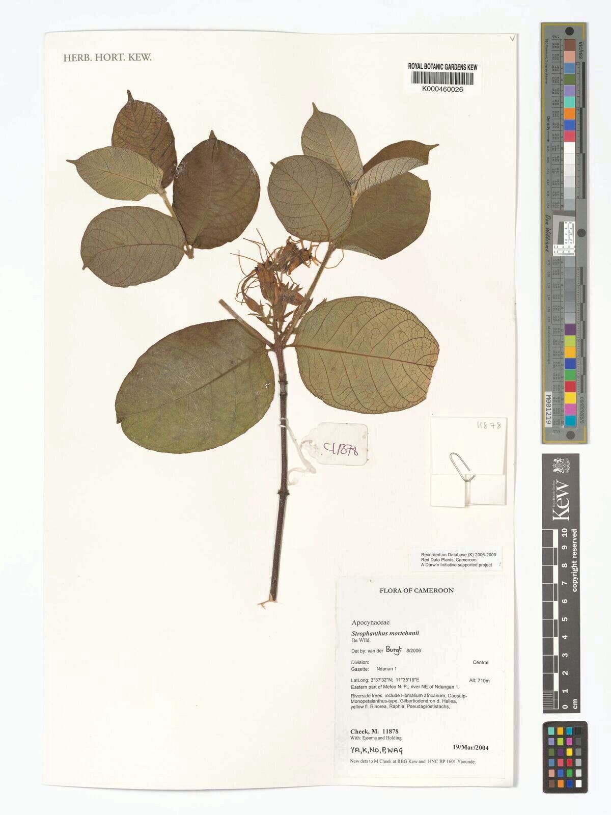 Strophanthus mortehanii — houseplant care guide