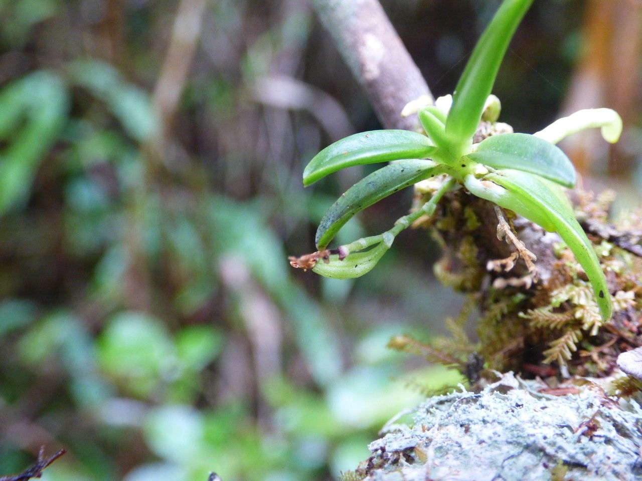 Angraecum tenellum fruit