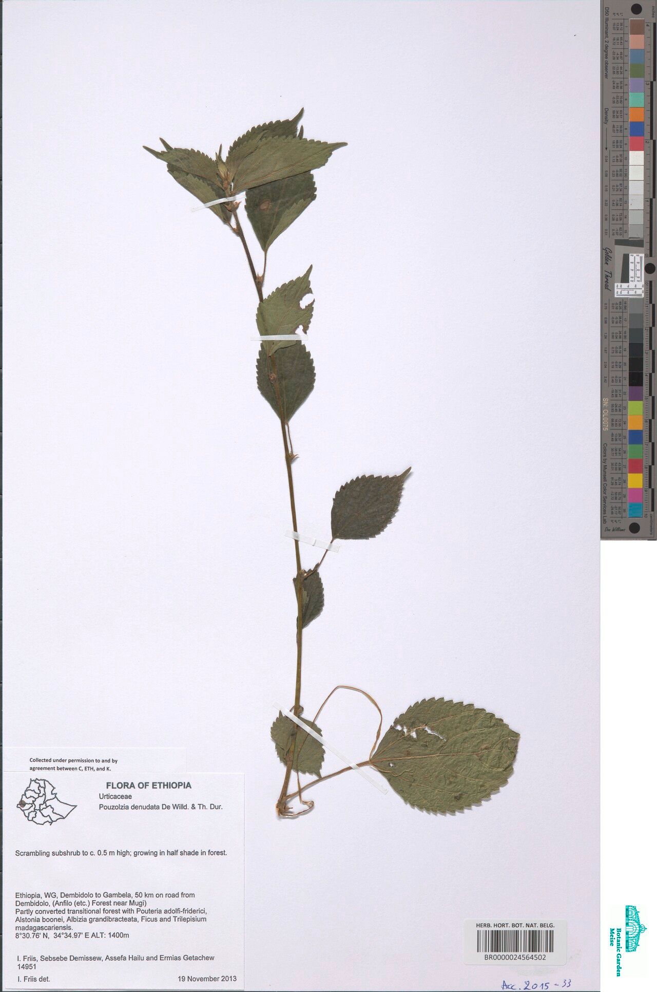 Pouzolzia denudata — related species from the same genus