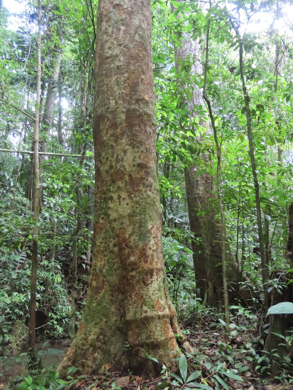 Carapa nicaraguensis bark